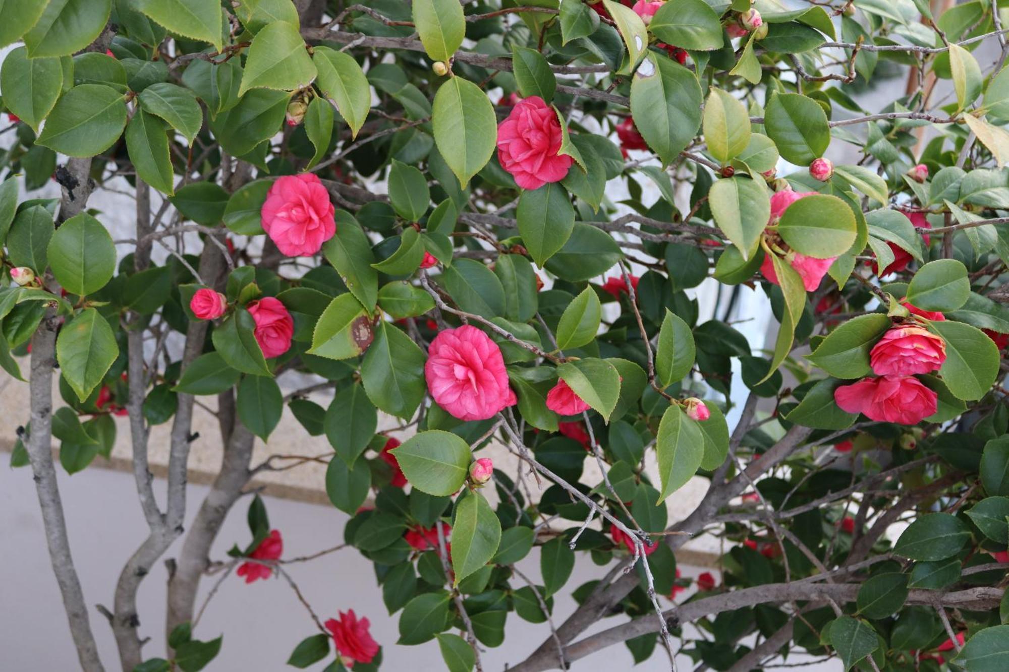 קאבאלה Lovely Studio With Beautiful Garden מראה חיצוני תמונה